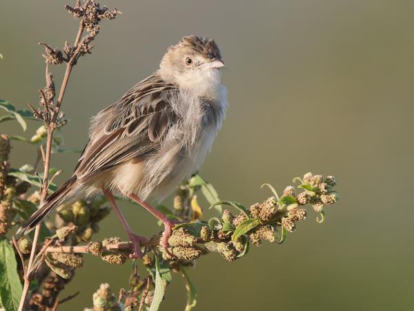<h3><a href="/trips/tanzania/biota/animalia/chordata/aves/040 passeriformes/088 cisticolidae/cisticola natalensis/cisticola natalensis-nl.html">Cisticola&nbsp;natalensis</a> / Croaking&nbsp;cisticola / Natalgraszanger</h3>OM-1 Mark II met OLYMPUS M.150-400mm F4.5, 1/2000 sec  bij F4.5, ISO 1000, afstand 8.58&nbsp;m